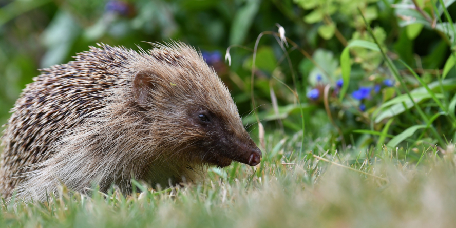 Hérisson d'Europe dans un jardin
